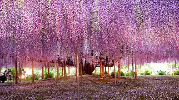công viên ashikaga, du lịch tokyo, hoa tử đằng, khách sạn tokyo, tham quan tokyo, cây hoa tử đằng 149 tuổi thu hút khách du lịch nhật bản