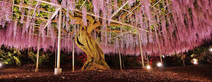 công viên ashikaga, du lịch tokyo, hoa tử đằng, khách sạn tokyo, tham quan tokyo, cây hoa tử đằng 149 tuổi thu hút khách du lịch nhật bản