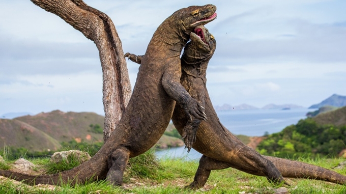 Đảo Komodo đóng cửa với du khách vì nạn trộm rồng