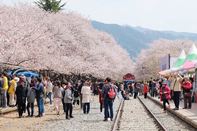 du lịch seoul, hoa anh đào, tham quan seoul, điểm ngắm hoa anh đào đẹp nhất miền nam hàn quốc