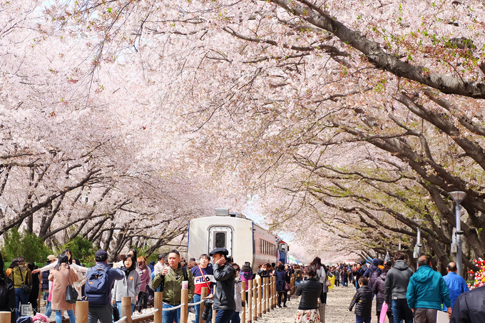du lịch seoul, hoa anh đào, tham quan seoul, điểm ngắm hoa anh đào đẹp nhất miền nam hàn quốc