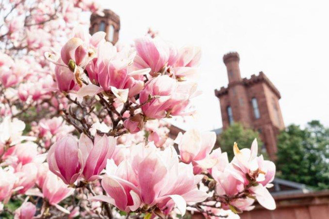 du lịch mỹ, du lịch washington, hoa anh đào, thủ đô washington, hoa anh đào đua nhau khoe sắc tại thủ đô washington