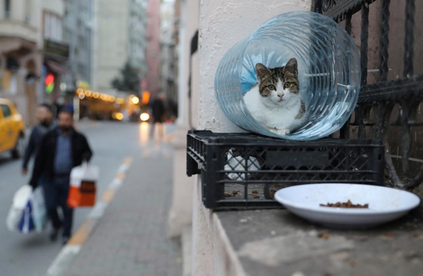 Istanbul – thủ đô của loài mèo hoang