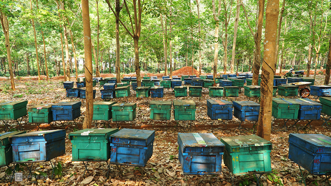 du lịch gia lai, tham quan gia lai, ‘cuộc sống du mục’ của người nuôi ong lấy mật ở rừng