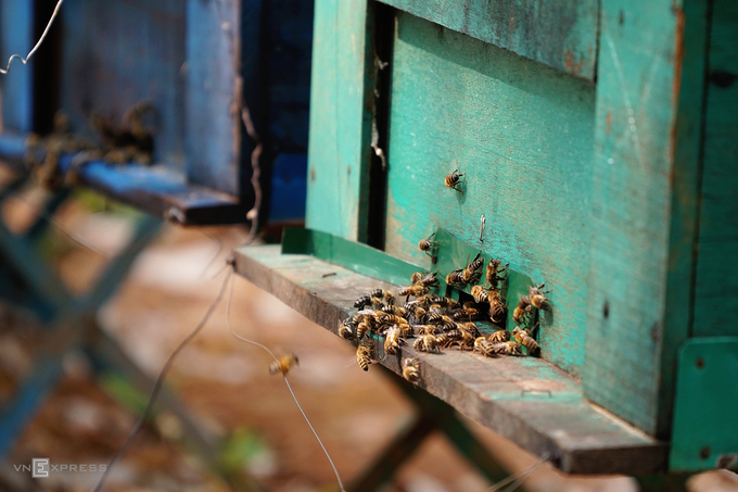 du lịch gia lai, tham quan gia lai, ‘cuộc sống du mục’ của người nuôi ong lấy mật ở rừng