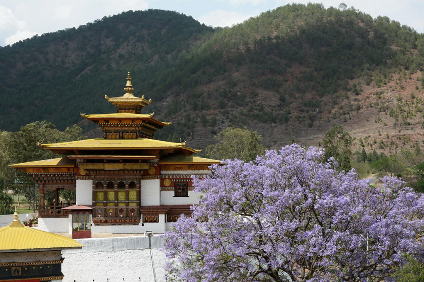 cung điện punakha, du lịch bhutan, phượng tím bhutan, tham quan bhutan, thủ đô thimphu, tour du lịch bhutan, điểm đến bhutan, đến bhutan, ngắm phượng tím nở rợp trời vương quốc hạnh phúc