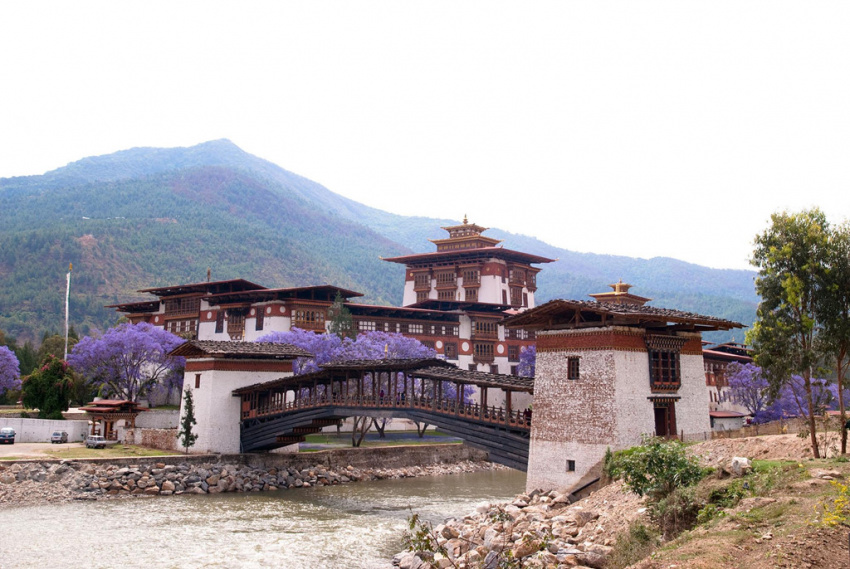 cung điện punakha, du lịch bhutan, phượng tím bhutan, tham quan bhutan, thủ đô thimphu, tour du lịch bhutan, điểm đến bhutan, đến bhutan, ngắm phượng tím nở rợp trời vương quốc hạnh phúc