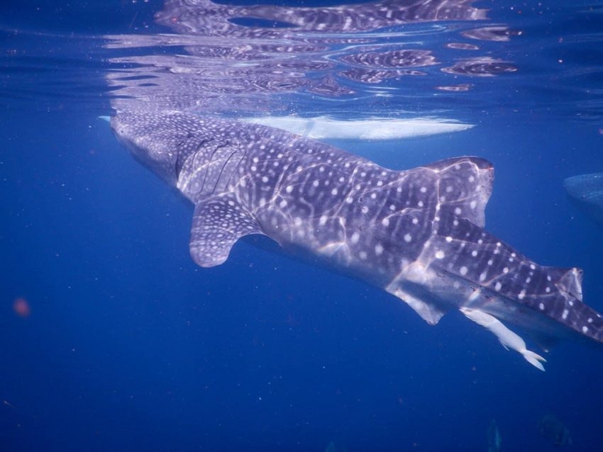 Lưng trần, lặn biển ngắm cá mập voi dài 5 m ở Philippines