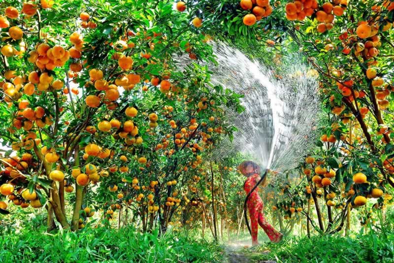 12 miệt vườn trái cây miền Tây nổi tiếng nhất kèm địa chỉ chi tiết