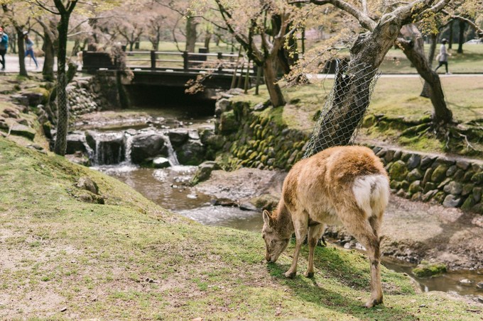 du lịch tokyo, hoa anh đào, mùa hoa anh đào bình yên ở ‘thánh địa’ của những chú nai