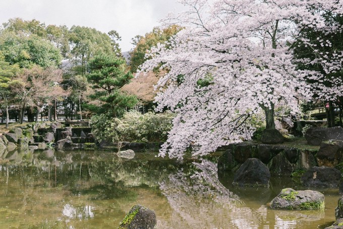 du lịch tokyo, hoa anh đào, mùa hoa anh đào bình yên ở ‘thánh địa’ của những chú nai