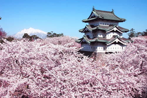 du lịch tokyo, hoa anh đào, vùng tohoku, chiêm ngưỡng hoa anh đào trên những chuyến tàu ở vùng tohoku