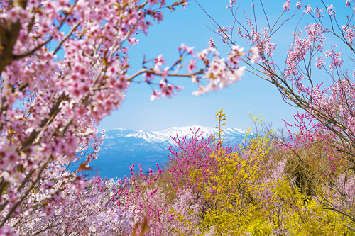 du lịch tokyo, hoa anh đào, vùng tohoku, chiêm ngưỡng hoa anh đào trên những chuyến tàu ở vùng tohoku