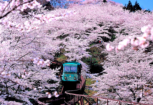 du lịch tokyo, hoa anh đào, vùng tohoku, chiêm ngưỡng hoa anh đào trên những chuyến tàu ở vùng tohoku
