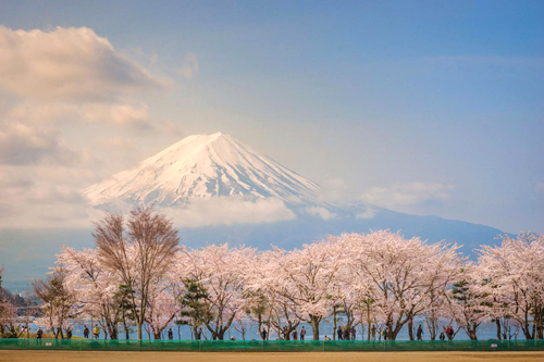 Những điều thú vị về sakura – loài hoa không chỉ có sắc hồng