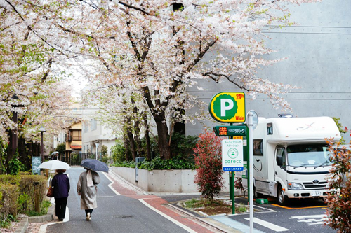 du lịch tokyo, hoa anh đào, những điều thú vị về sakura – loài hoa không chỉ có sắc hồng