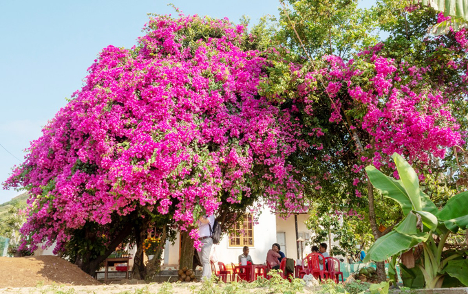 Cây hoa giấy khổng lồ trên đảo Lý Sơn thu hút du khách