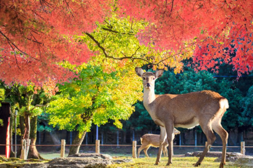 công viên nara, du lịch tokyo, mối họa từ bầy hươu biết cúi đầu chờ khách cho ăn ở nhật bản