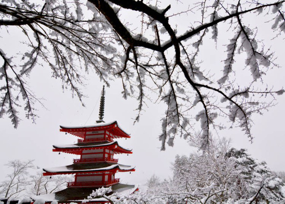 Ngắm tuyết trắng, anh đào ở Nhật Bản tháng 2