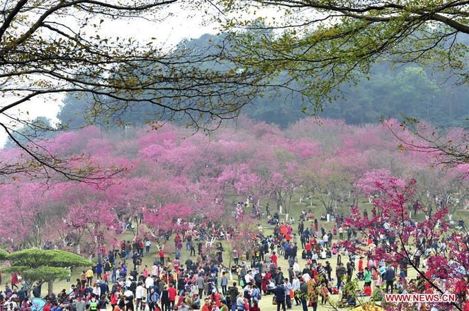 Hoa đào mùa xuân đẹp như tranh ở Trung Quốc