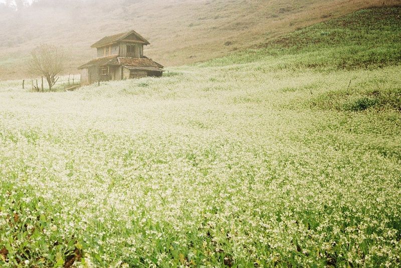 Top 8 địa điểm chụp ảnh hoa đẹp nhất Việt Nam 2021