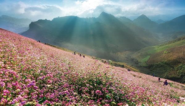 đẹp nhất, địa điểm chụp ảnh, xếp hạng, top 8 địa điểm chụp ảnh hoa đẹp nhất việt nam 2021