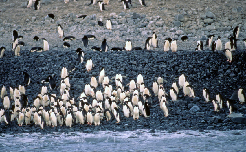 chim cánh cụt, nam cực, gợi ý hành trình chinh phục bán đảo nam cực, vùng băng giá nhất trái đất