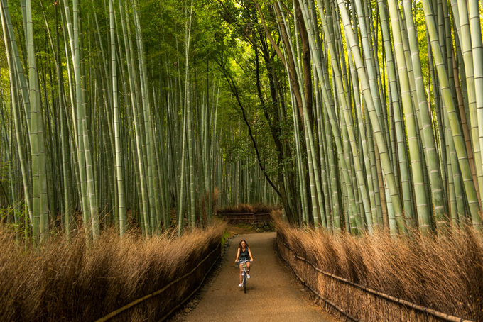 du lịch tokyo, rừng tre arashiyama, ‘cảm giác lạ’ thu hút hàng chục triệu khách đến rừng tre ở nhật mỗi năm