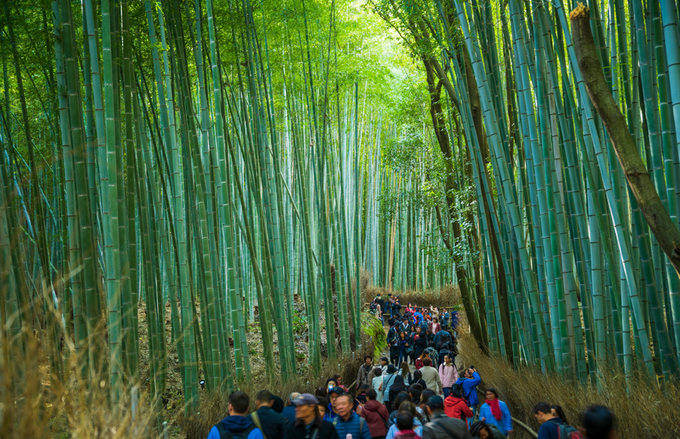 du lịch tokyo, rừng tre arashiyama, ‘cảm giác lạ’ thu hút hàng chục triệu khách đến rừng tre ở nhật mỗi năm