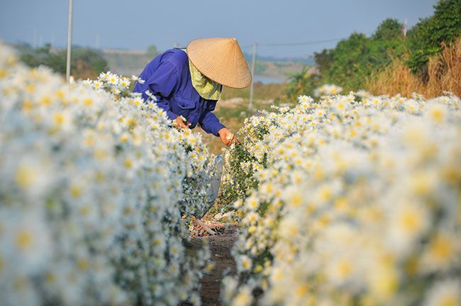 Chụp hình Hoa Cúc Họa Mi Hà Nội ở đâu đẹp nhất?