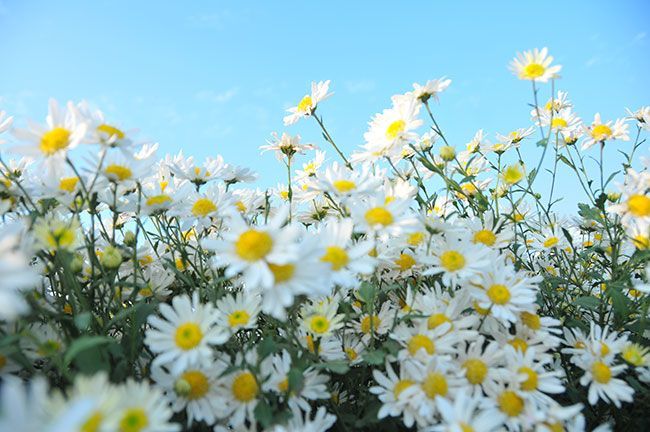 Đặc điểm, cách trồng và ý nghĩa đặc biệt của hoa cúc họa mi