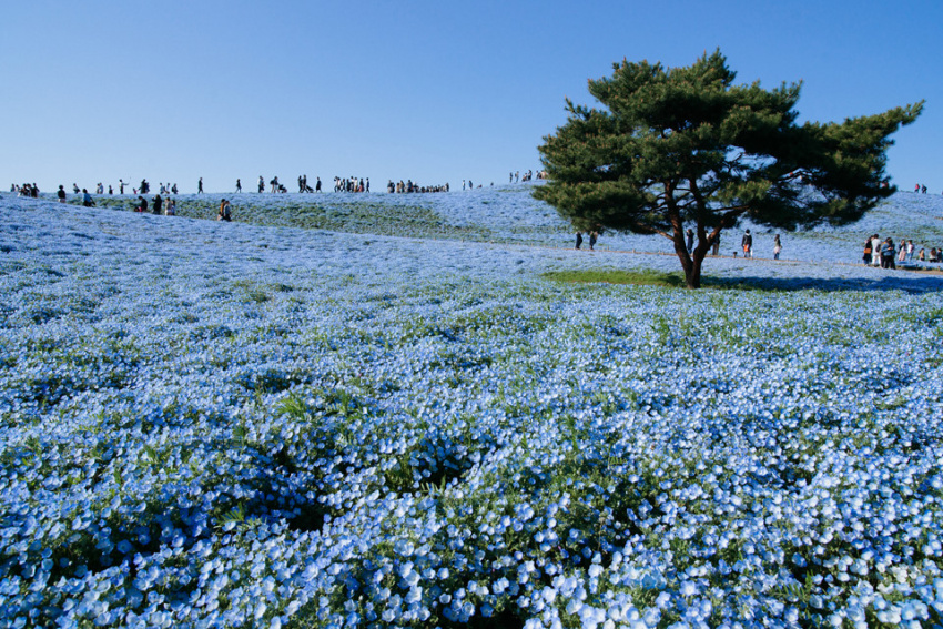 du lịch tokyo, núi phú sĩ, vườn hoa tử đằng, điểm đến 2019, những danh thắng chứng minh nhật bản là đất nước đáng ghé thăm