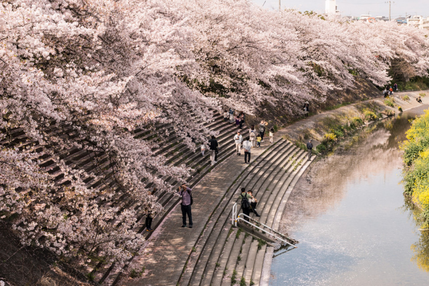 du lịch tokyo, lịch anh đào nở trên khắp nước nhật năm 2019