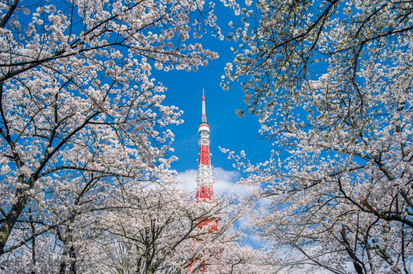 du lịch tokyo, lịch anh đào nở trên khắp nước nhật năm 2019