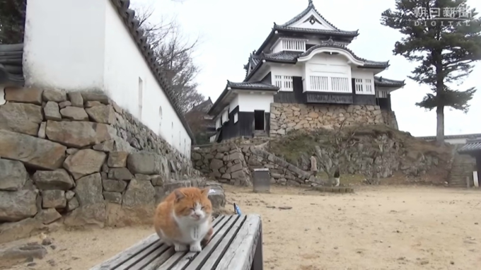 Tòa lâu đài ở Nhật do mèo béo ú ‘cai quản’