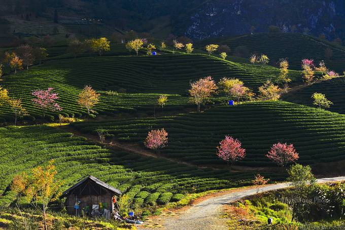 du lịch sapa, hoa mai anh đào, hoa mai anh đào sapa, khách sạn sapa, tour sapa giá rẻ, đèo ô quy hồ, điểm đến sapa, hoa mai anh đào khoe sắc hồng giữa đồi chè ở sa pa