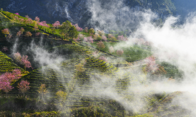 du lịch sapa, hoa mai anh đào, hoa mai anh đào sapa, khách sạn sapa, tour sapa giá rẻ, đèo ô quy hồ, điểm đến sapa, hoa mai anh đào khoe sắc hồng giữa đồi chè ở sa pa