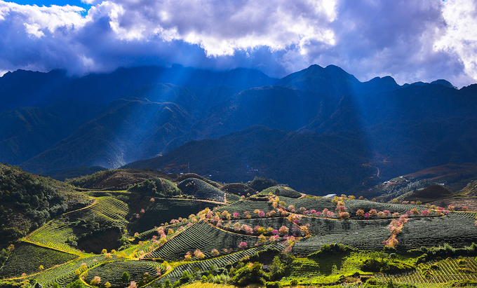 du lịch sapa, hoa mai anh đào, hoa mai anh đào sapa, khách sạn sapa, tour sapa giá rẻ, đèo ô quy hồ, điểm đến sapa, hoa mai anh đào khoe sắc hồng giữa đồi chè ở sa pa