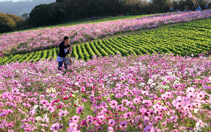 du lịch tokyo, đảo awaji, công viên hoa rực rỡ quanh năm trên đảo nhỏ nhật bản