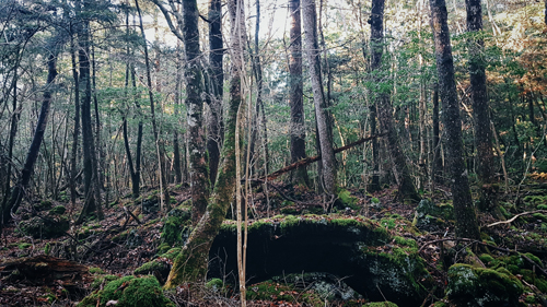 du lịch tokyo, rừng aokigahara, cô gái việt một mình khám phá khu rừng tự sát ở nhật bản
