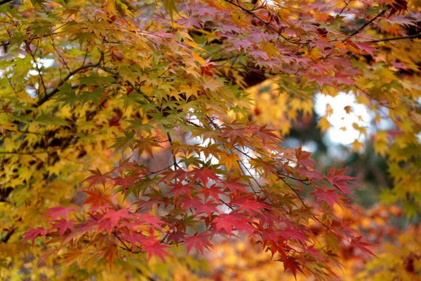 mùa thu đủ sắc màu ở miền bắc nước nhật