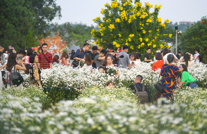 Cúc họa mi được mùa, khách nườm nượp tới vườn chụp ảnh tại Hà Nội