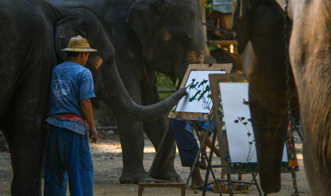 du lịch bangkok, du lịch chiang mai, khách sạn bangkok, tham quan chiang mai, trại voi maesa, đàn voi biết vẽ tranh để kiếm sống ở thái lan
