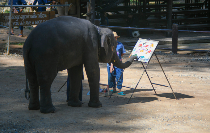 du lịch bangkok, du lịch chiang mai, khách sạn bangkok, tham quan chiang mai, trại voi maesa, đàn voi biết vẽ tranh để kiếm sống ở thái lan