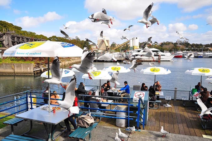 australia, du lịch australia, du lịch sydney, tham quan sydney, chợ cá ở australia nơi du khách dùng bữa chung với chim