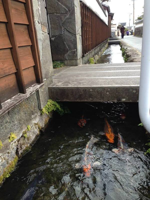thành phố shimabara, ngôi làng cá koi sống dưới rãnh nước ở nhật bản