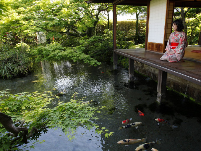 thành phố shimabara, ngôi làng cá koi sống dưới rãnh nước ở nhật bản