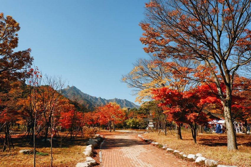 Mãn nhãn ngắm mùa lá đỏ Hàn Quốc tuyệt đẹp dịp thu về