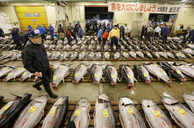 chợ cá tsukiji, phiên đấu giá cuối cùng của chợ cá lớn nhất thế giới ở nhật