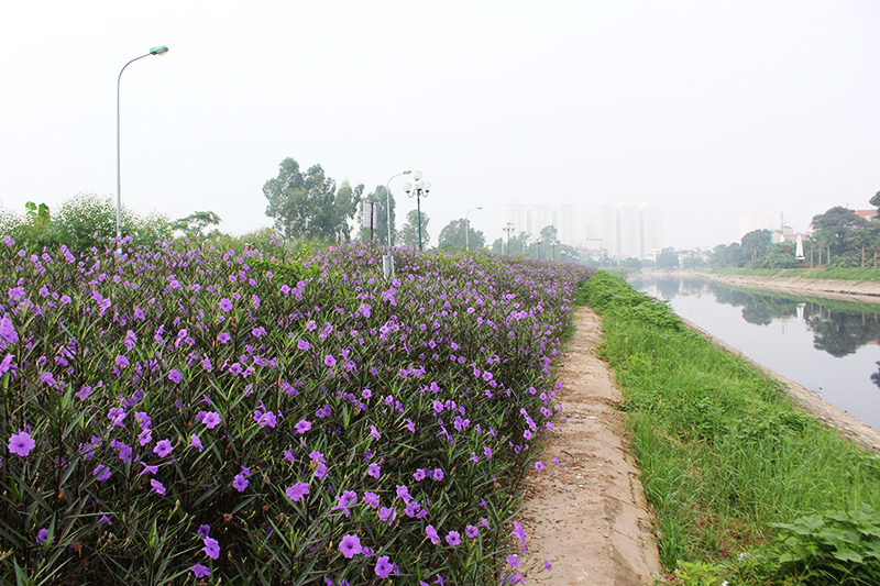 Con đường hoa chiều tím đẹp ngỡ ngàng ven bờ sông Tô Lịch